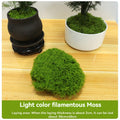 Moss Simulation